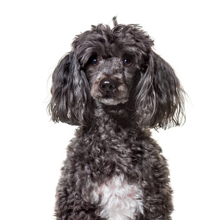 Poodle , 5 years old, looking at camera against white backgroundの写真素材