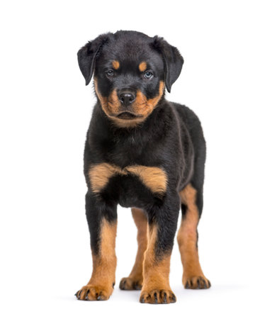 Rottweiler puppy, 10 weeks, standing against white backgroundの写真素材