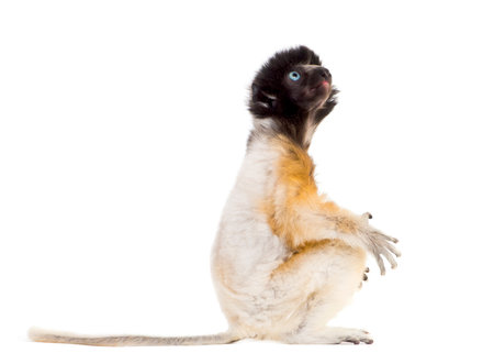 Soa, 4 months old, Crowned Sifaka sitting against white backgroundの写真素材