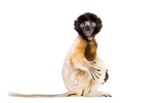 4 months old baby Crowned Sifaka sitting against white backgroundの写真素材