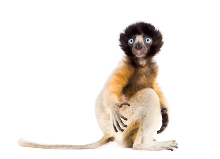 4 months old baby Crowned Sifaka sitting against white backgroundの写真素材