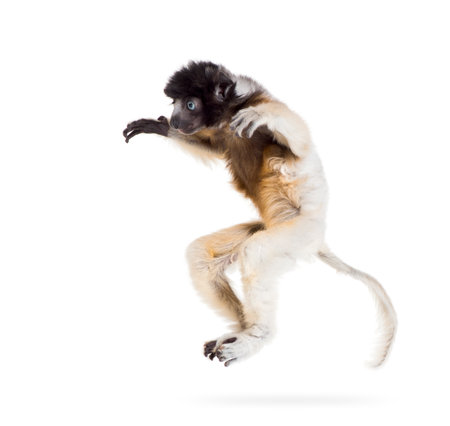 Soa, 4 months old, Crowned Sifaka, jumping against white background