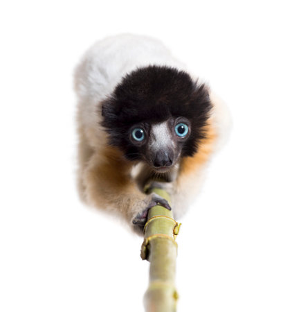 4 months old approaching baby Crowned Sifaka looking at camera against white background