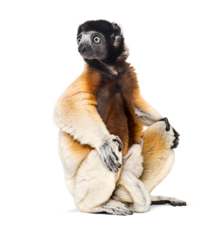 Mother Crowned Sifaka and her two months old baby sitting against white backgroundの写真素材