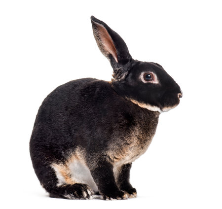 rex rabbit sitting against white backgroundの写真素材