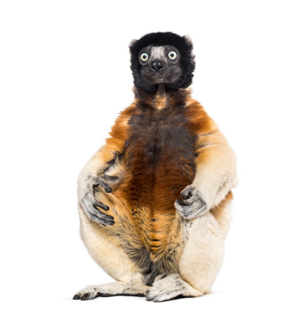 Crowned Sifaka sitting against white background