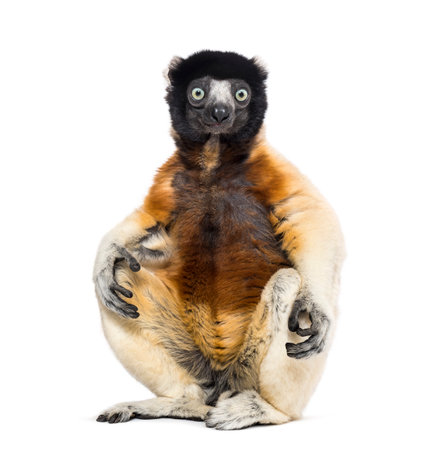 Crowned Sifaka sitting against white backgroundの写真素材