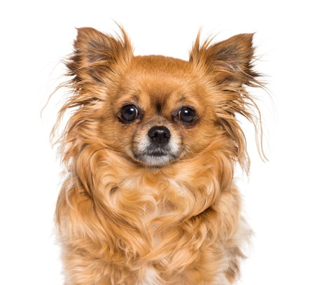 Chihuahua looking at camera against white backgroundの写真素材