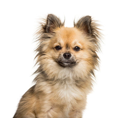 Chi-chi, mixed breed Chinese Crested Dog and Chihuahua looking at camera against white backgroundの写真素材