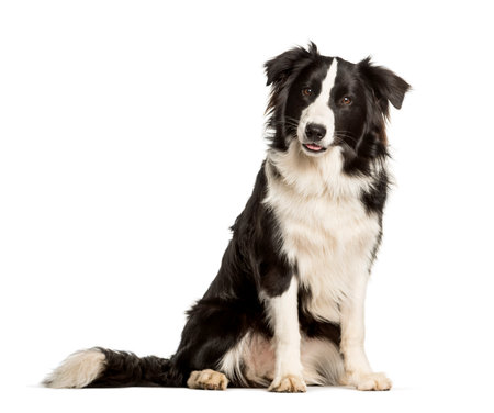 border collie dog sitting against white backgroundの写真素材