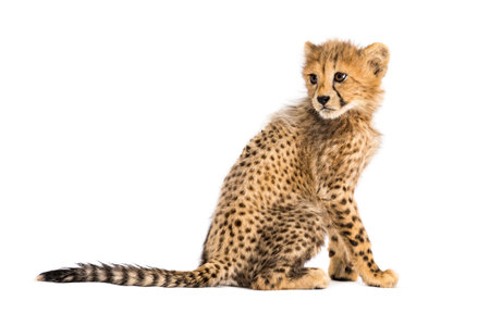 Back view of a three months old cheetah cub sitting, isolated on whiteの写真素材