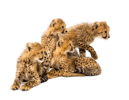 Group of a family of three months old cheetah cubs sitting togetherの写真素材