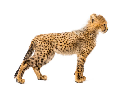 Side view of three months old cheetah cub standing, isolated on whiteの写真素材