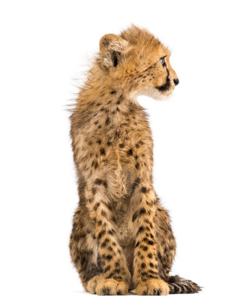 three months old cheetah cub sitting, isolated on whiteの写真素材