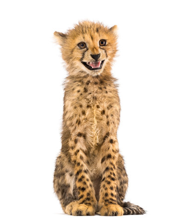 three months old cheetah cub sitting, isolated on whiteの写真素材