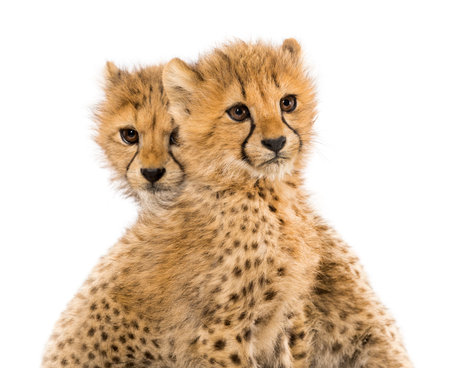 Close-up on a family of three months old cheetah cubs, isolated on whiteの写真素材