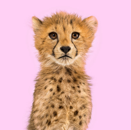 Close-up on a three months old cheetah cubs against a colored backgroundの写真素材