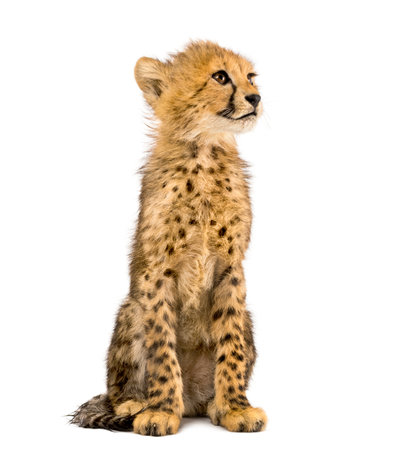 three months old cheetah cub sitting, isolated on whiteの写真素材