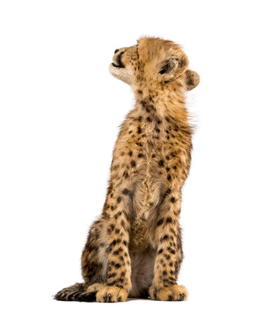 three months old cheetah cub sitting, isolated on whiteの写真素材