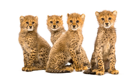 Group of a family of three months old cheetah cubs sitting togetherの写真素材