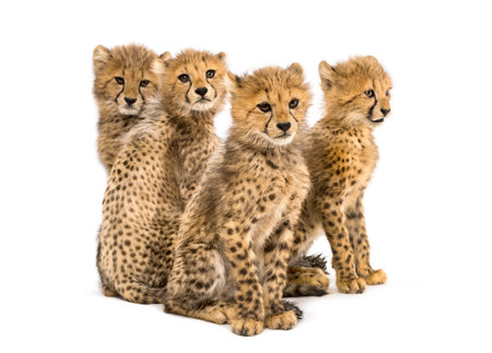 Group of a family of three months old cheetah cubs sitting togetherの写真素材