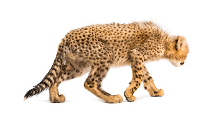 Back view of three months old cheetah cubs walking away, isolated on whiteの写真素材