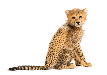 Back view of a three months old cheetah cub sitting, isolated on whiteの写真素材