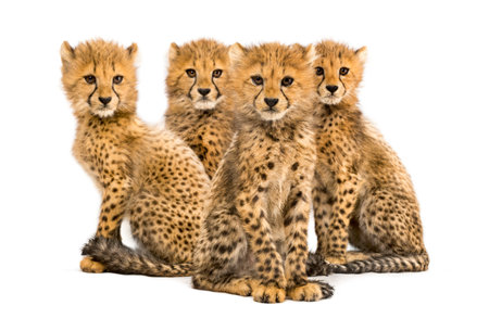 Group of a family of three months old cheetah cubs sitting togetherの写真素材