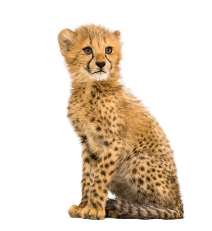 three months old cheetah cub sitting, isolated on whiteの写真素材