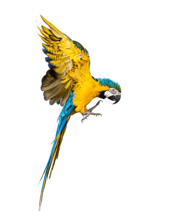 Side view of a blue-and-yellow macaw, Ara ararauna, flying, isolatedの写真素材