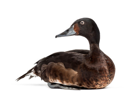 Baer's pochard diving duck, isolated on whiteの写真素材