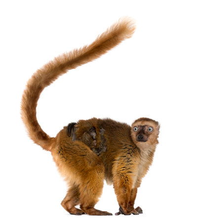 female blue-eyed black lemurs whit her baby, isolated on white