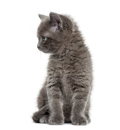 Grey kitten British Shorthair sitting, 7 weeks old, isolated on whiteの写真素材