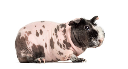 Hairless guinea pig , isolated on whiteの写真素材