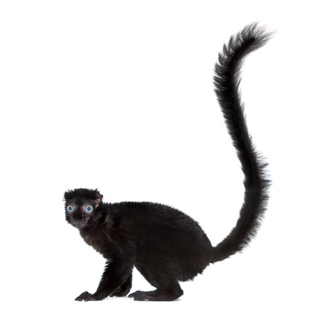 Blue-eyed black lemur, isolated on whiteの写真素材