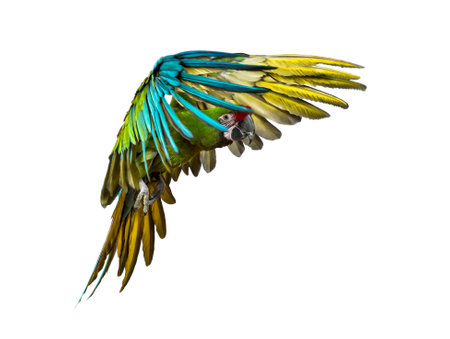 Military macaw, Ara militaris, flying, isolated on whiteの写真素材
