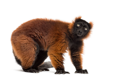 red ruffed lemur standing, isolated on white