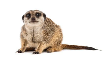Uncomfortable suricate sitting, isolated on whiteの写真素材