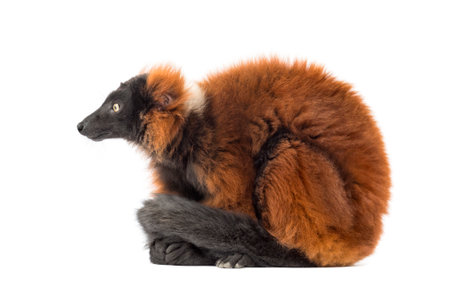 red ruffed lemur sitting, isolated on white
の写真素材