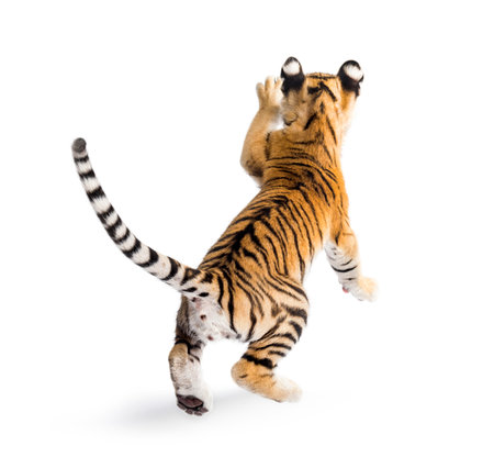 Two months old tiger cub pouncing against white backgroundの写真素材