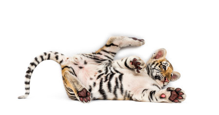 Two months old tiger cub lying against white backgroundの写真素材