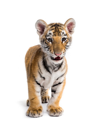 Two months old tiger cub standing against white backgroundの写真素材