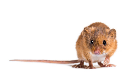 Eurasian harvest mouse, Micromys minutus, in front of white backgroundの写真素材