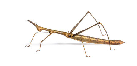 Horsehead Grasshopper, Pseudoproscopia scabra, in front on white background