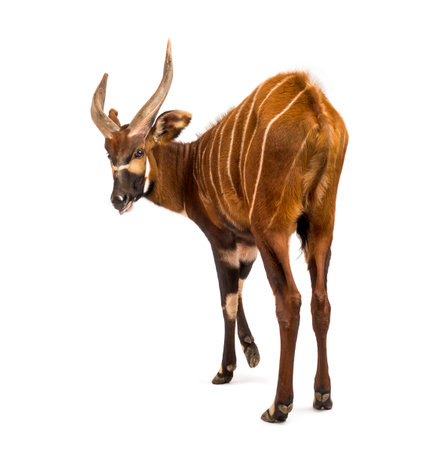 Back view of a bongo, antelope, Tragelaphus eurycerus standing against white backgroundの写真素材