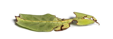 Leaf insect, Phyllium giganteum, in front of white background