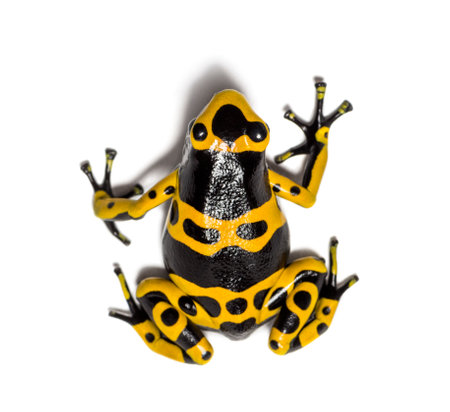 Top view of a Yellow-banded poison dart frog, Dendrobates leucomelas, Isolated