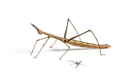 Young and adult Horsehead Grasshoppers, Pseudoproscopia scabra, in front if white background