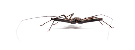 Damon diadema is a species of amblypygid, sometimes known as the tailless whip scorpion or Giant...