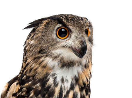 Eurasian eagle-owl, Bubo bubo, is a species of eagle-owl against white backgroundの写真素材